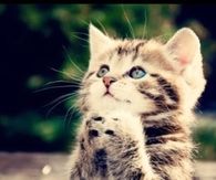 Praying kitten