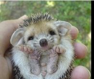 Baby hedgehog