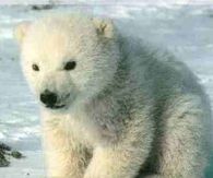 Polar bear