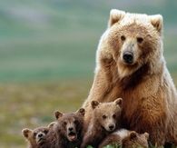 Momma bear and cubs