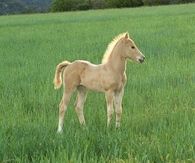 Beautiful pony