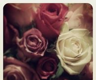 Vintage roses