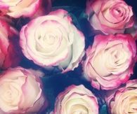 Adorable roses