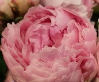 Pink peony