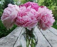 Vase of Peonies