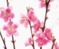 Peach blossom
