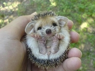 Baby Hedgehog