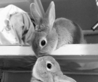 Bunny Kiss