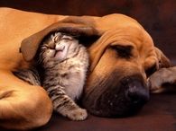 Cat And Dog Snuggling