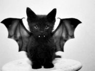 Bat Kitten