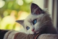 Blue Eyed Cat