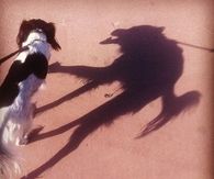 Crazy Shadow