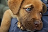 Blue Eyed Puppy