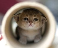 Cat Hideout
