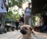 City Pup