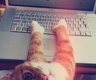 Computer Cat