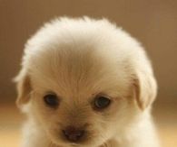 Cute Fluffy Puppy