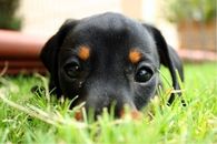 Cute Hiding Puppy
