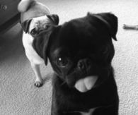 Dog Sticking Out Tongue