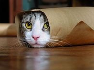 Rolled Up Cat