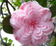 Pretty Pink Camellia