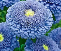 Blue Asters
