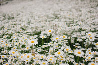 Field of Daisies
