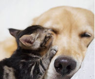 Kitten and Golden Retriever