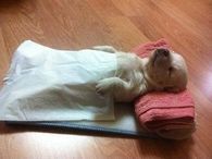 Puppy Sleeping