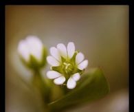 Tiny flower