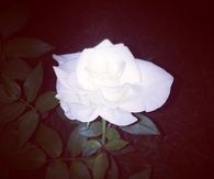 White rose