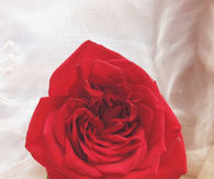 Single red rose
