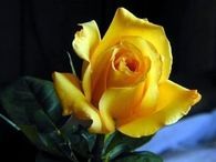 Yellow rose