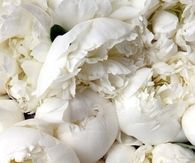 White peonies