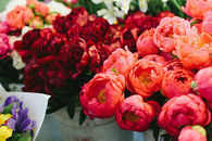 Red and pink peonies