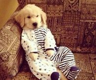 Pajama dog