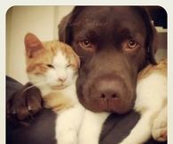 Cat and Dog