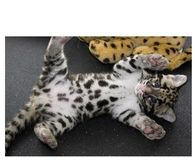 Baby leopard