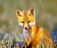 Cute fox