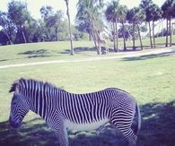 Zebra