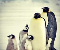 Penguin family