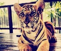 Cute tiger