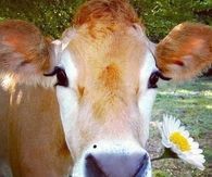 Pretty cow