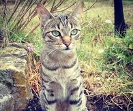 Pretty cat