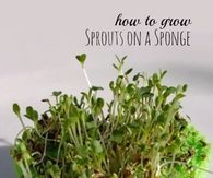 Shamrock sprouts