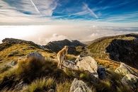 Dog on the mountain