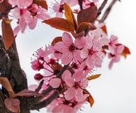 Pink blossoms