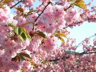 Japanese cherry blossoms