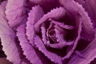 Ornamental cabbage