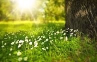 Flowers in the meadow